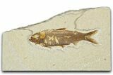Detailed Fossil Fish (Knightia) - Wyoming #330797-1